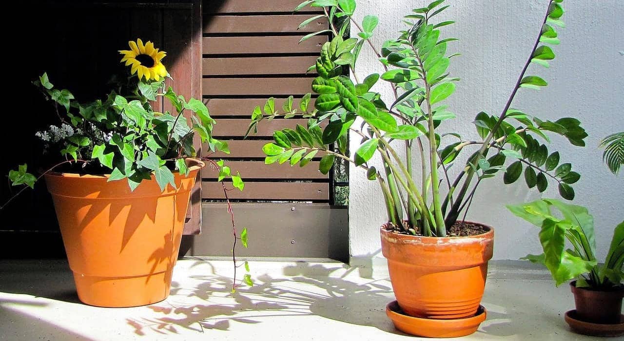 Motivos para Você Ter uma Planta da Fortuna em Casa