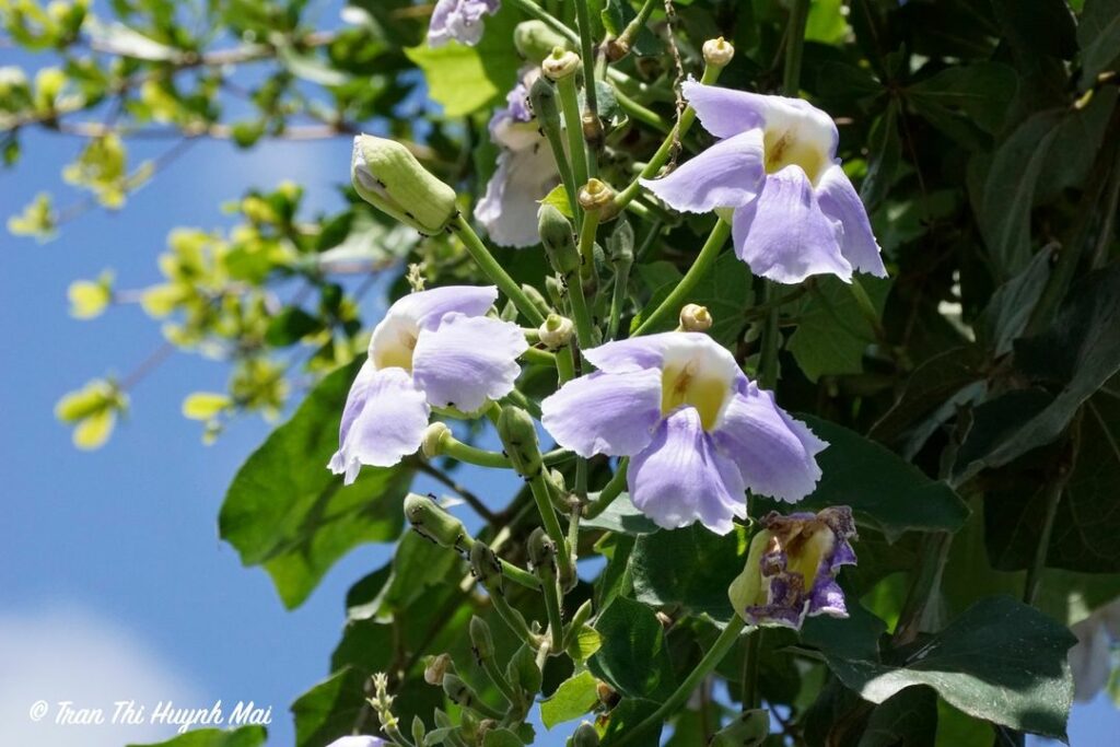 Thunbergia grandiflora: Como Cuidar da Trepadeira com Flores Ornamentais