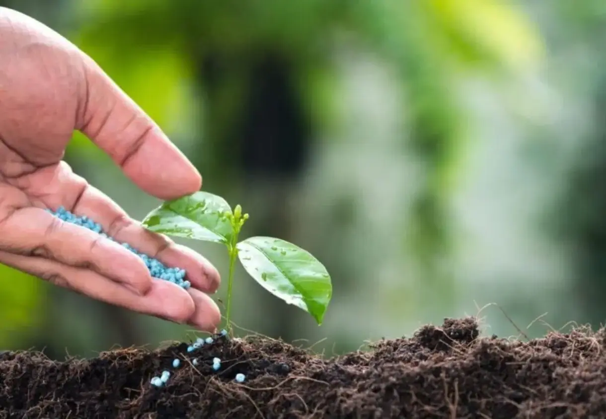 Agricultura Sustentável: Filme Biodegradável Libera Fertilizante de Forma Controlada e Se Degrada em Três Meses