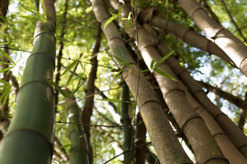 O relógio invisível das plantas: como espécies inteiras florescem juntas depois de uma década e o que ainda intriga a botânica
