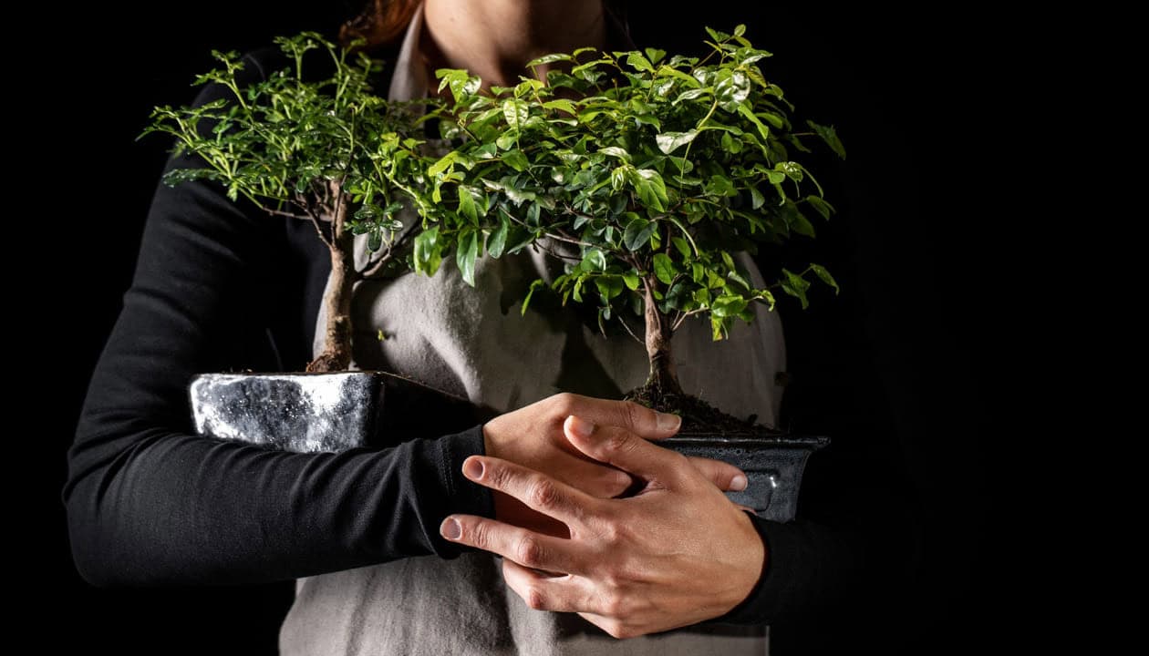bonsai