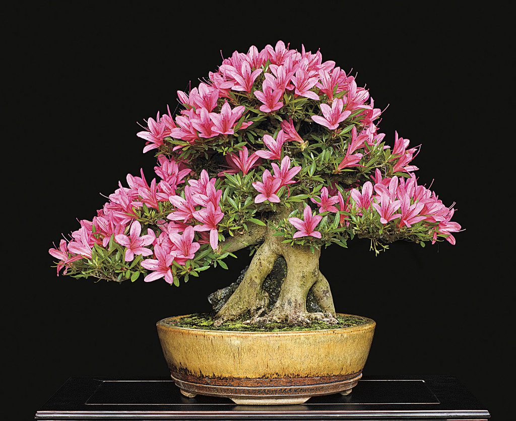 Plantas Ideais para Bonsai: Como Escolher a Espécie Certa para Cultivar