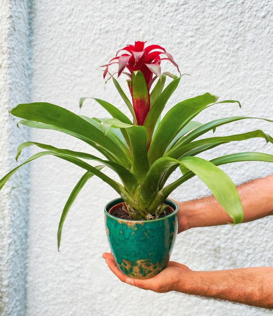 Bromélia Guzmania: Beleza e Exuberância em Seu Jardim