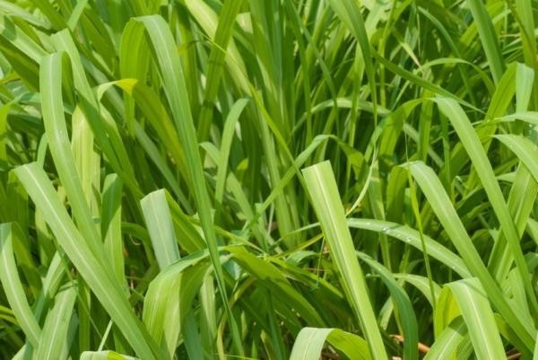 Dicas essenciais para cultivar Cidreira, Capim-Limão e Citronela; Segundo especialistas.