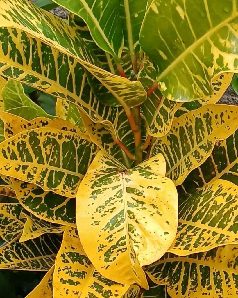 Cróton Canarinho (Codiaeum variegatum): uma planta arbustiva de folhagem exuberante.