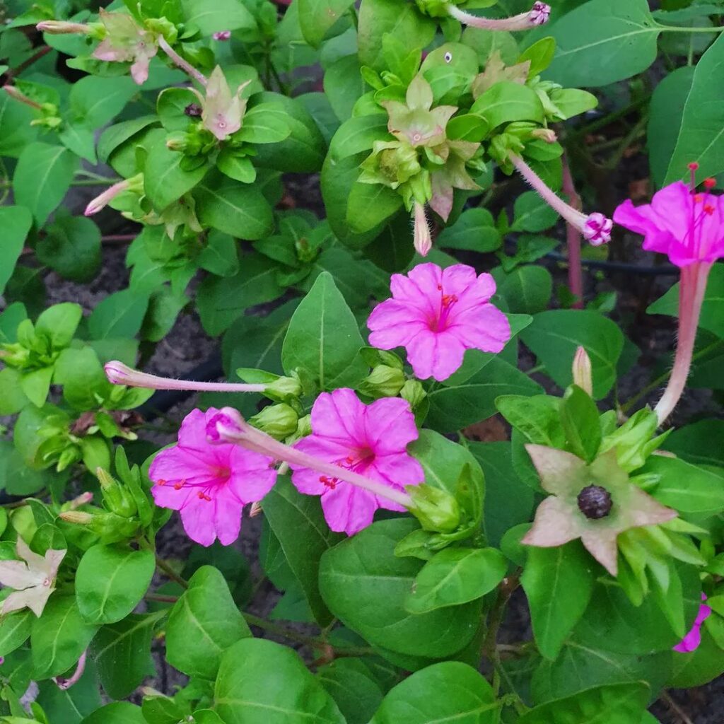 Flor Maravilha (Mirabilis jalapa): saiba como cultivar esse arbusto perene e muito florífero.