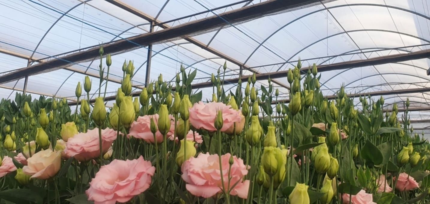 Dia da Flor: Cultivo Protegido Impulsiona Sustentabilidade e Produtividade no Setor Floral