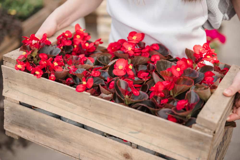 Flores à Mesa: Begônia, Amor-Perfeito e Margarida na Alta Gastronomia