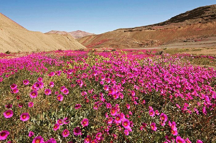 Chuvas inesperadas transformam o Deserto do Atacama em um mar de flores roxas