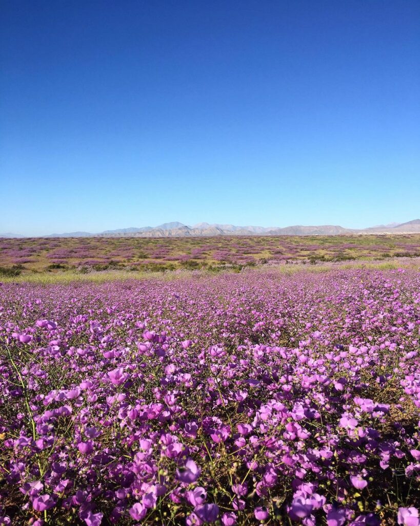 Chuvas inesperadas transformam o Deserto do Atacama em um mar de flores roxas