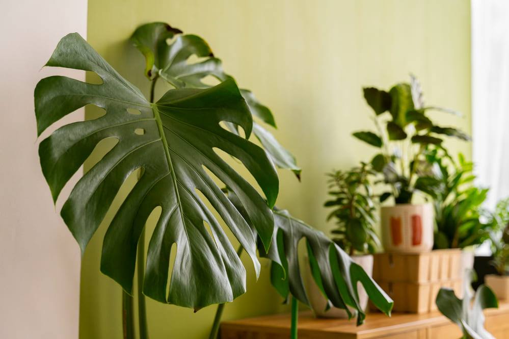 Espécies tropicais que amam vaso: transforme seus ambientes com plantas exuberantes