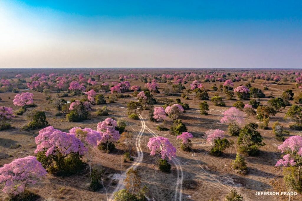 Ipê-roxo: Beleza que Resiste em Meio à Seca e Destruição no Pantanal