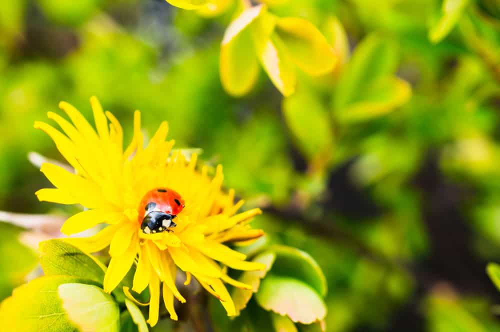 Nem todo inseto é vilão: descubra os aliados do seu jardim