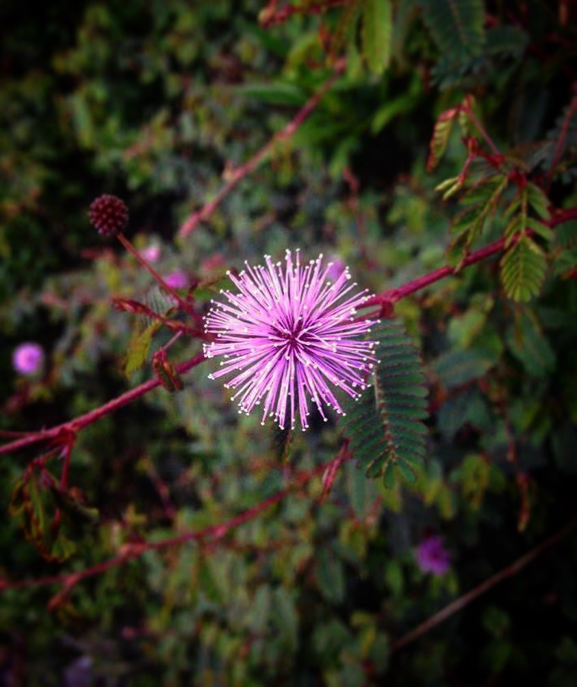 Dia das abelhas: 5 arbustos floridos que atraem polinizadores para Encantar o Jardim