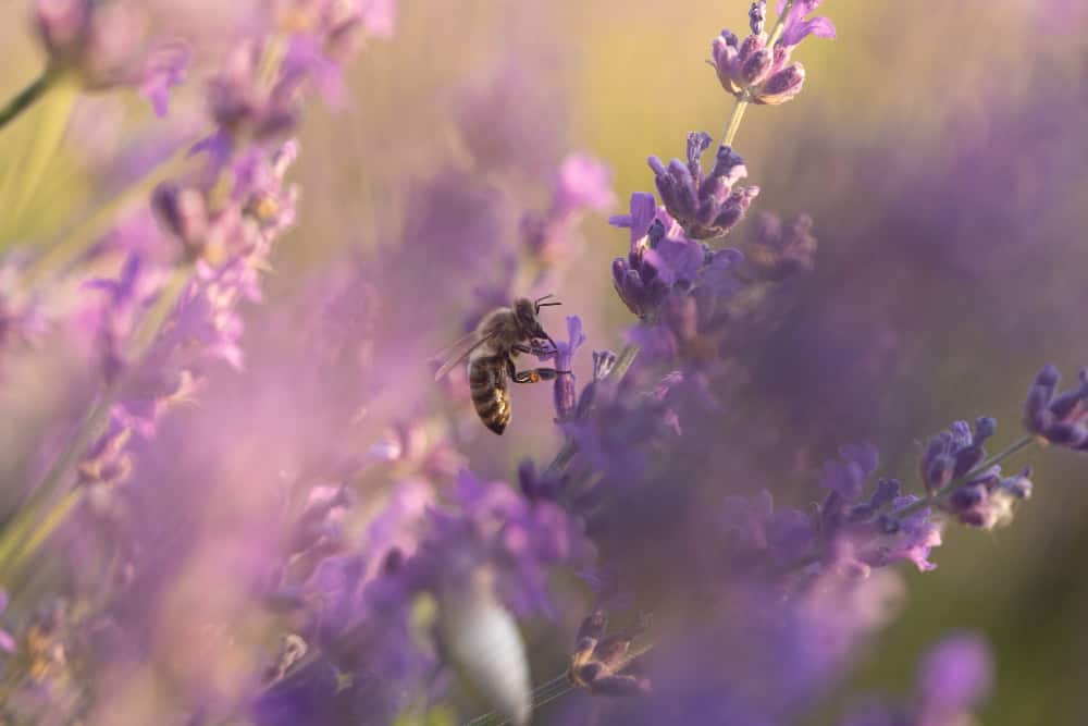 Dia das abelhas: 5 arbustos floridos que atraem polinizadores para Encantar o Jardim