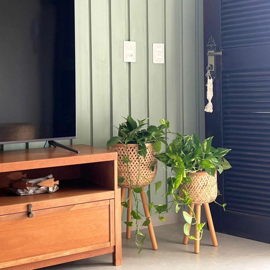 Qual o melhor lugar para deixar a planta jiboia? Quais os cuidados para manter suas folhas verdinhas?