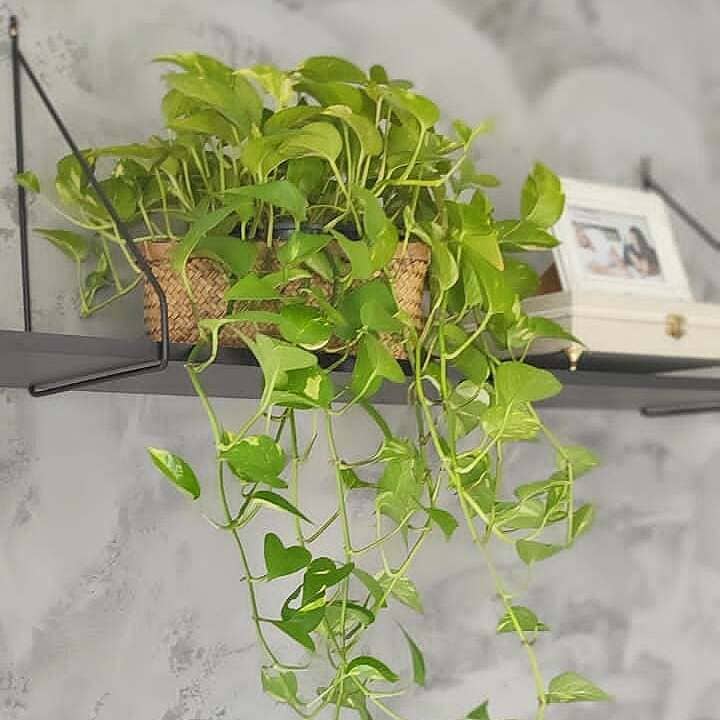Qual o melhor lugar para deixar a planta jiboia? Quais os cuidados para manter suas folhas verdinhas?