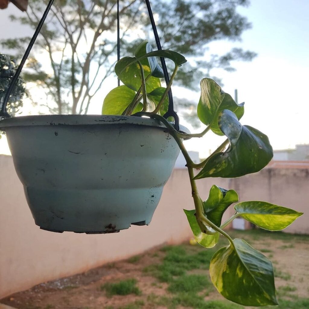 Qual o melhor lugar para deixar a planta jiboia? Quais os cuidados para manter suas folhas verdinhas?