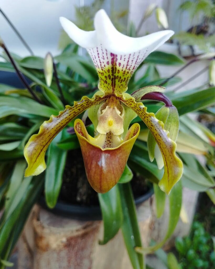 O que ninguém conta sobre a orquídea sapatinho antes de você comprar uma