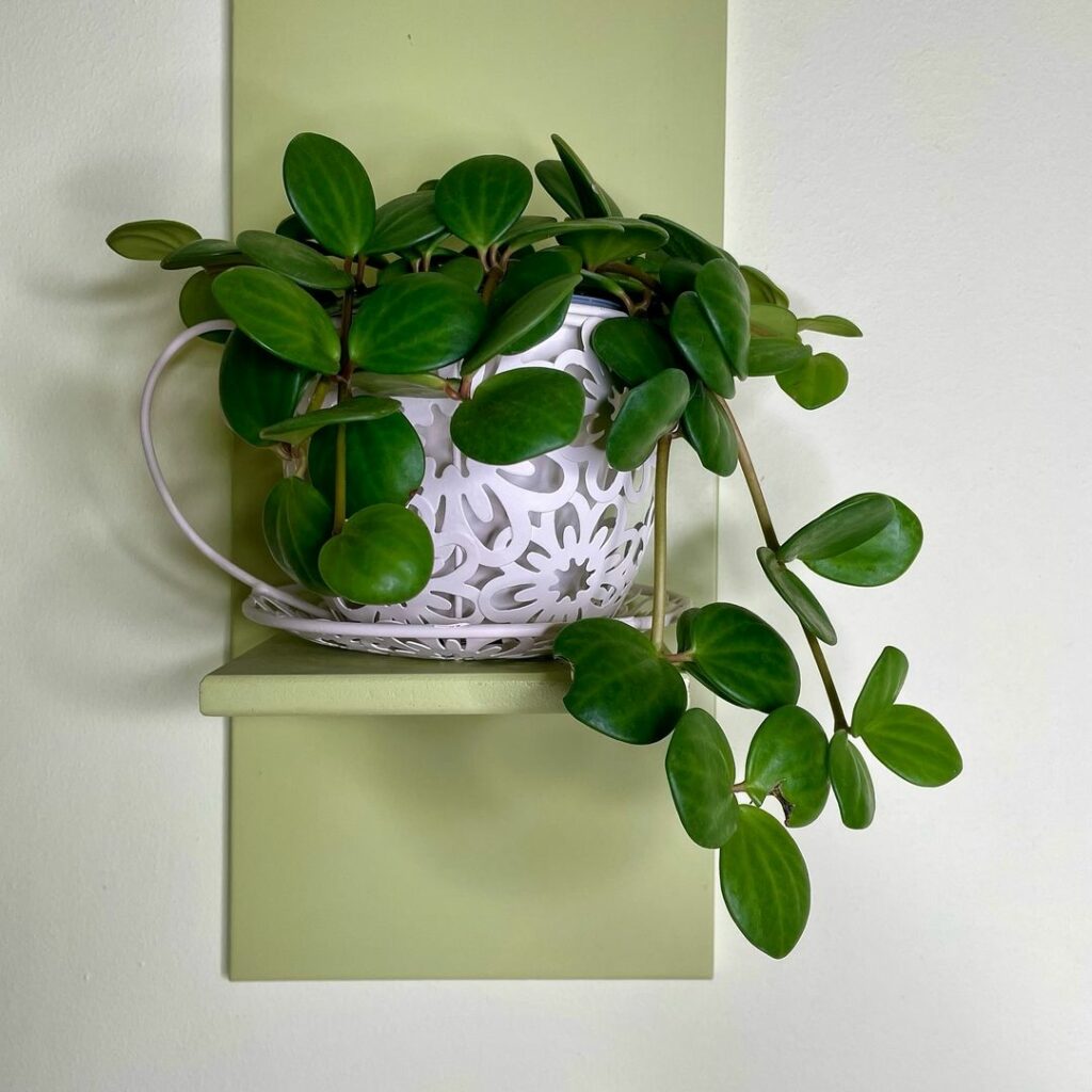 Conheça a Peperomia Hope: Uma Planta Rara e de Baixa Manutenção.