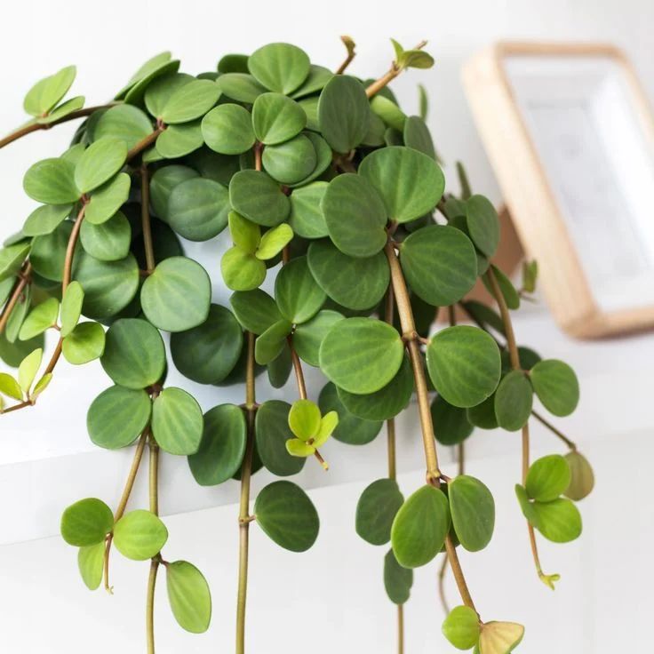 Conheça a Peperomia Hope: Uma Planta Rara e de Baixa Manutenção.