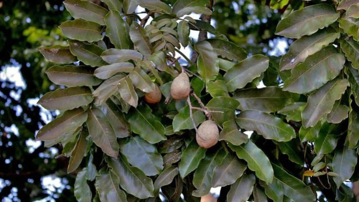 Restauração Ecológica: como cápsulas com sementes do Cerrado potencializam a recuperação ambiental