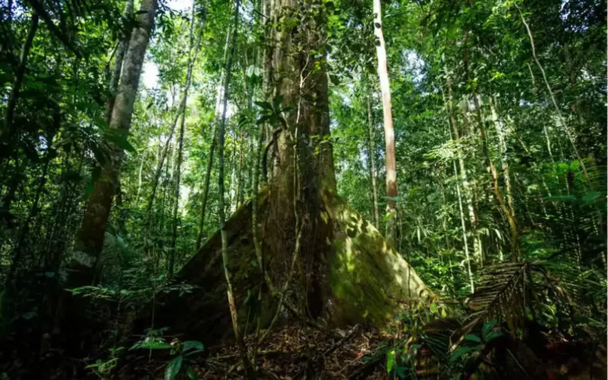 Plantas Capturam 31% a Mais de Carbono: Estudo Revoluciona Entendimento Ambiental