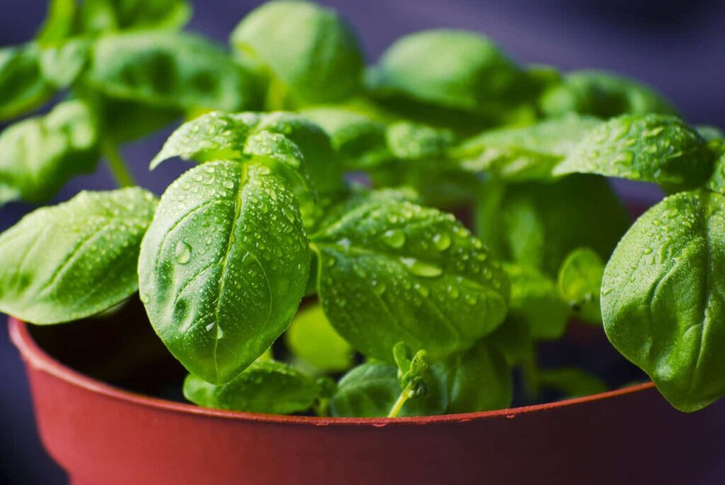 Três plantas que afastam o besouro de jardim de forma natural