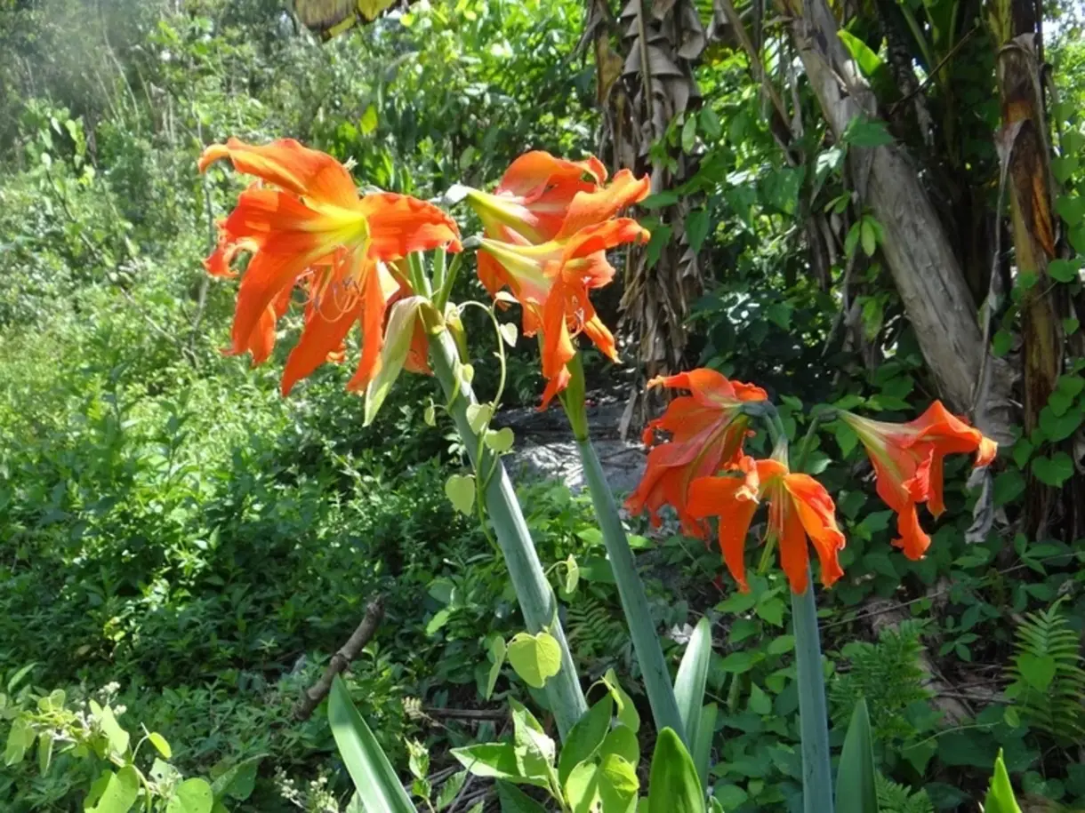 Biodiversidade redescoberta: plantas consideradas extintas voltam a aparecer em São Paulo