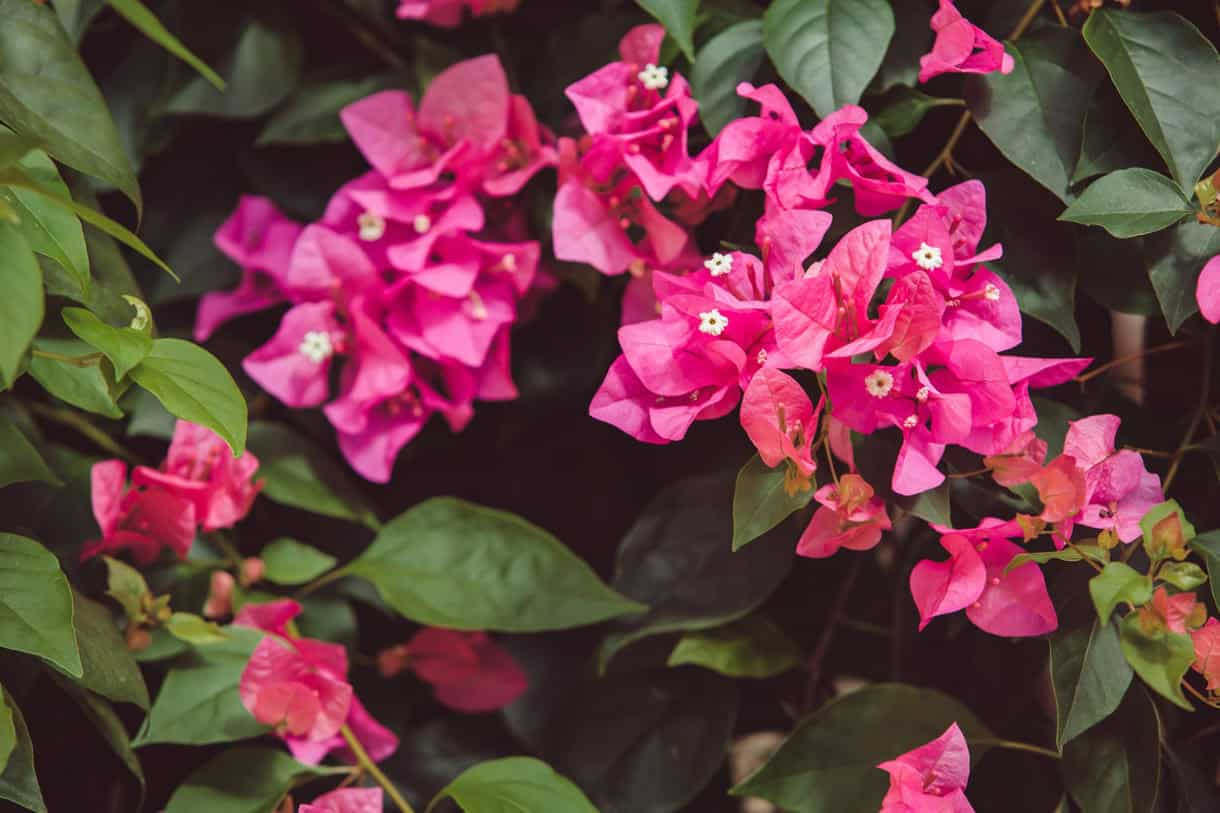 Três plantas cor-de-rosa que celebram a beleza e a conscientização do Outubro Rosa