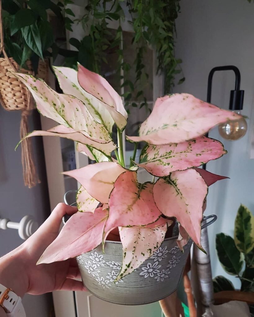 Três plantas cor-de-rosa que celebram a beleza e a conscientização do Outubro Rosa