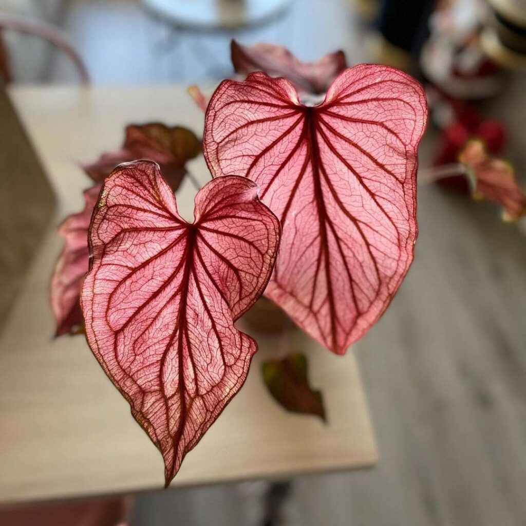 Três plantas cor-de-rosa que celebram a beleza e a conscientização do Outubro Rosa