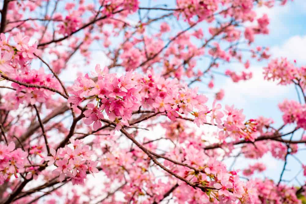 Flor de cerejeira "Sakura": significado espiritual e simbolismo na cultura