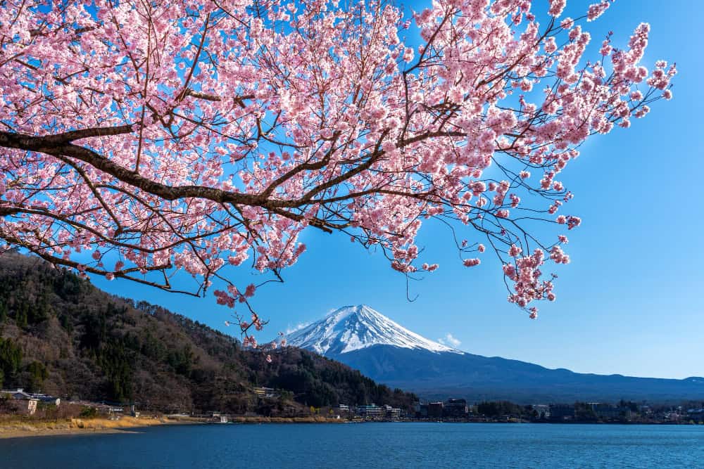 cerejeira - sakura