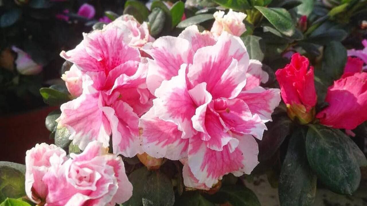 Rhododendron Simsii