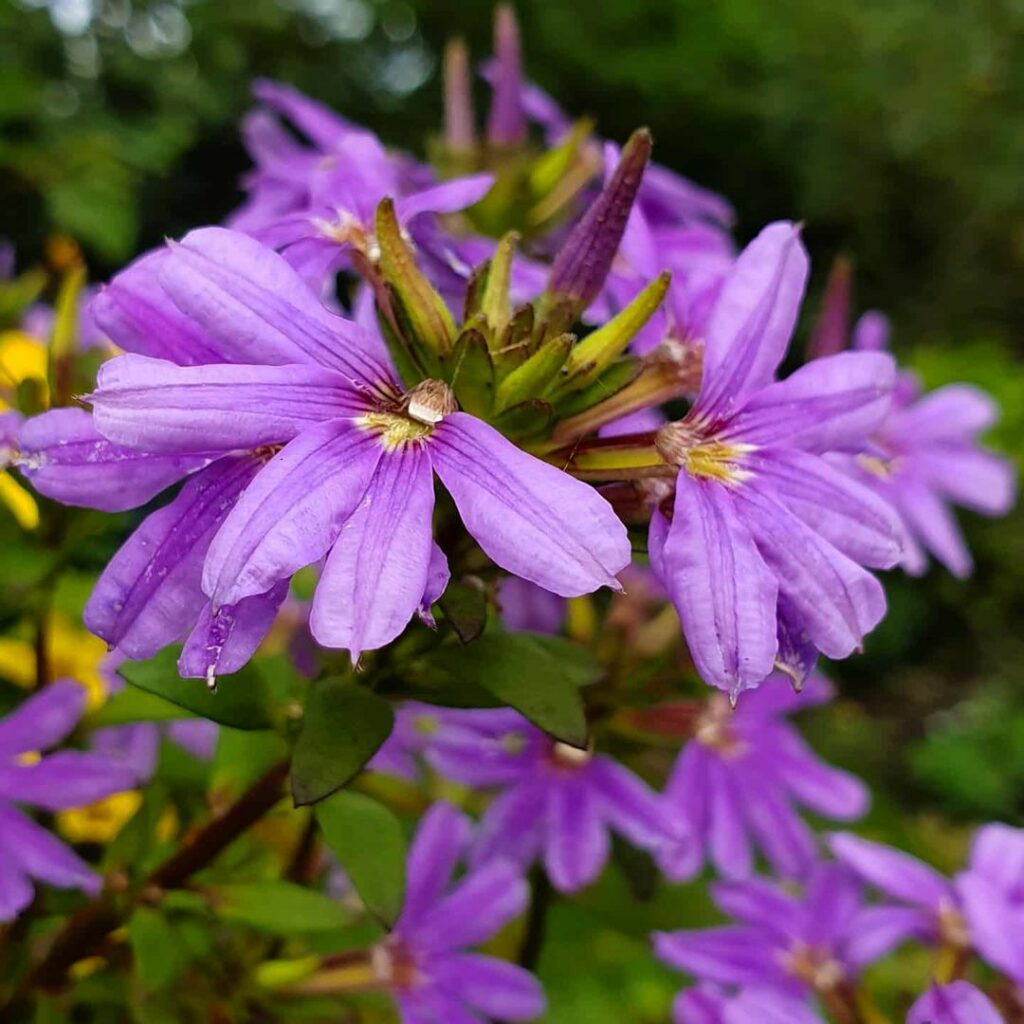 Flor-canhota: O charme tropical de uma planta versátil e ornamental