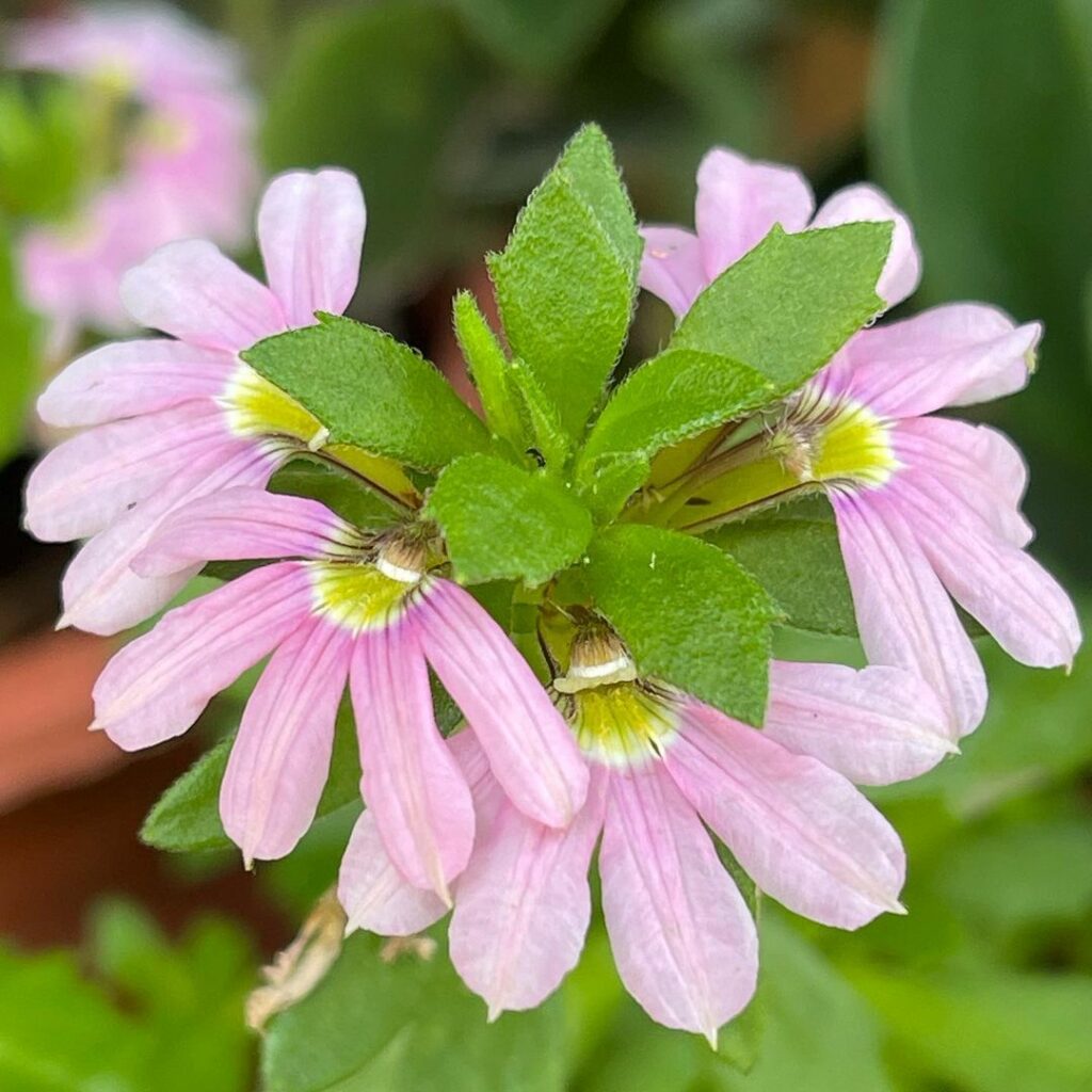 Flor-canhota: O charme tropical de uma planta versátil e ornamental