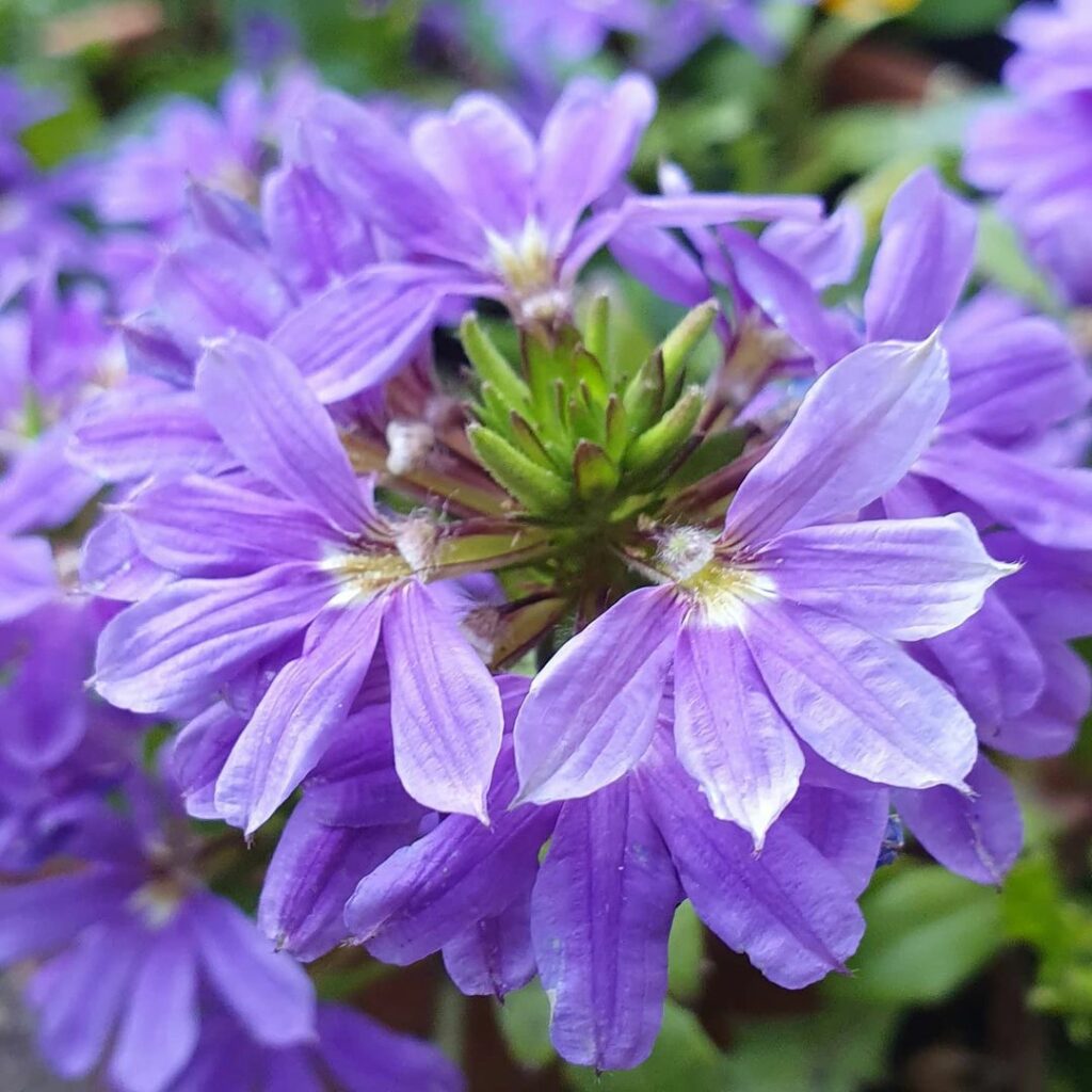 Flor-canhota: O charme tropical de uma planta versátil e ornamental