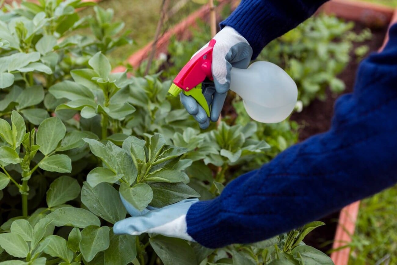 adubação foliar