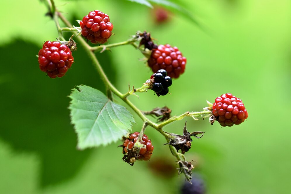 Saiba como deve ser o adubo ideal para cultivar amoras saudáveis e produtivas.