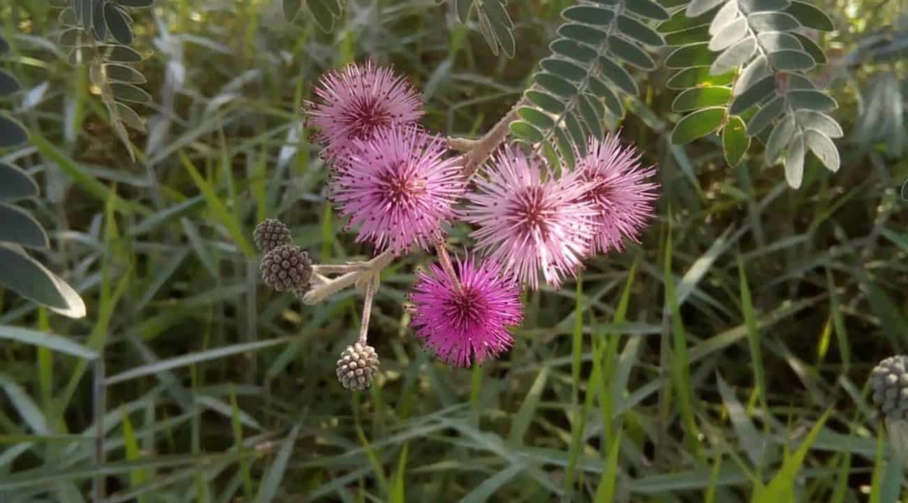 bracatinga-rósea