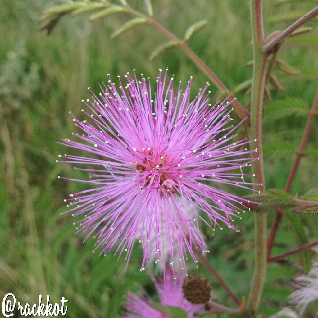 Bracatinga-rósea: A Graça da Mimosa flocculosa; Características e cultivo.