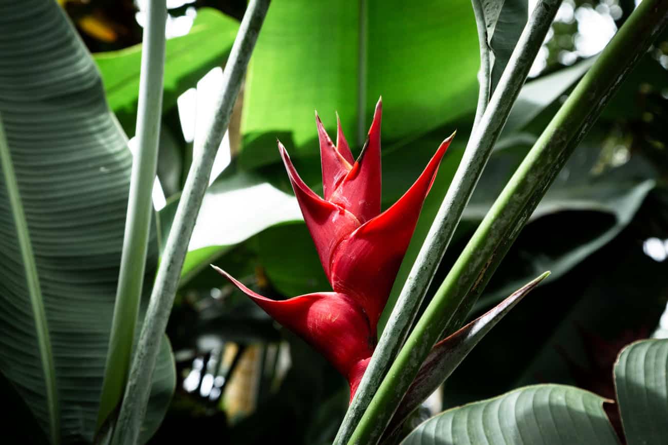 Brasil: o país com a maior diversidade de plantas do mundo