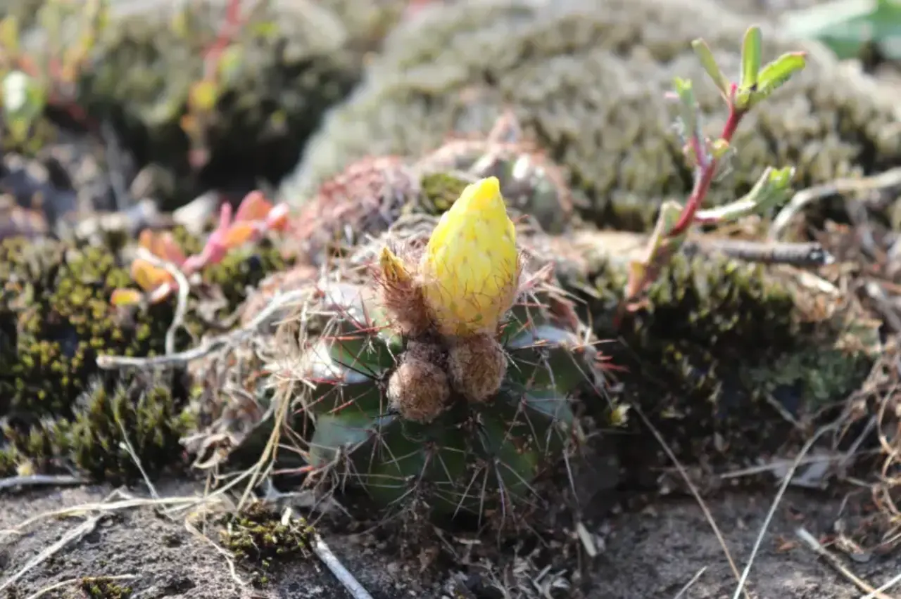 Cactário Büneker em Garibaldi: Florescimento Encantador Marca Novo Capítulo na Preservação