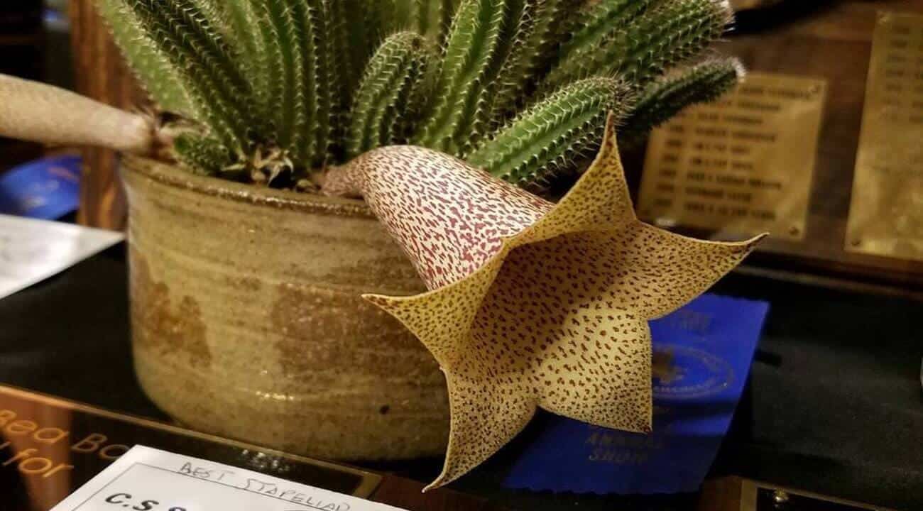 cacto trompete