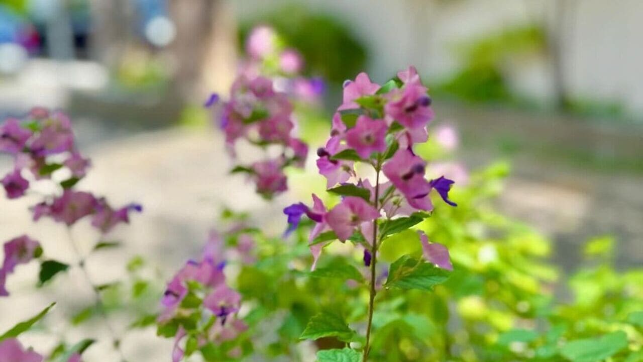 chapeu chines roxo