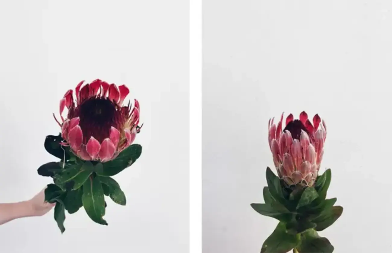 protea