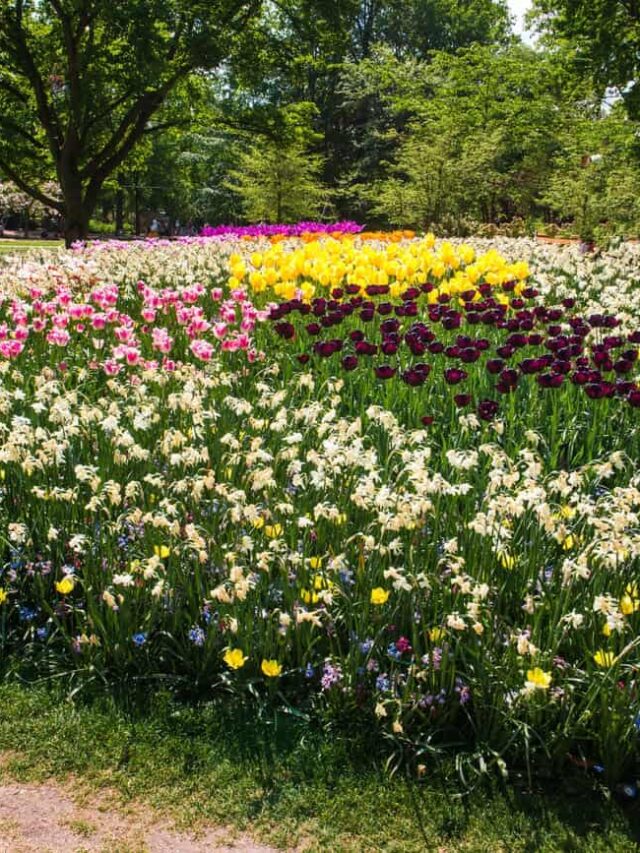 plantas flores