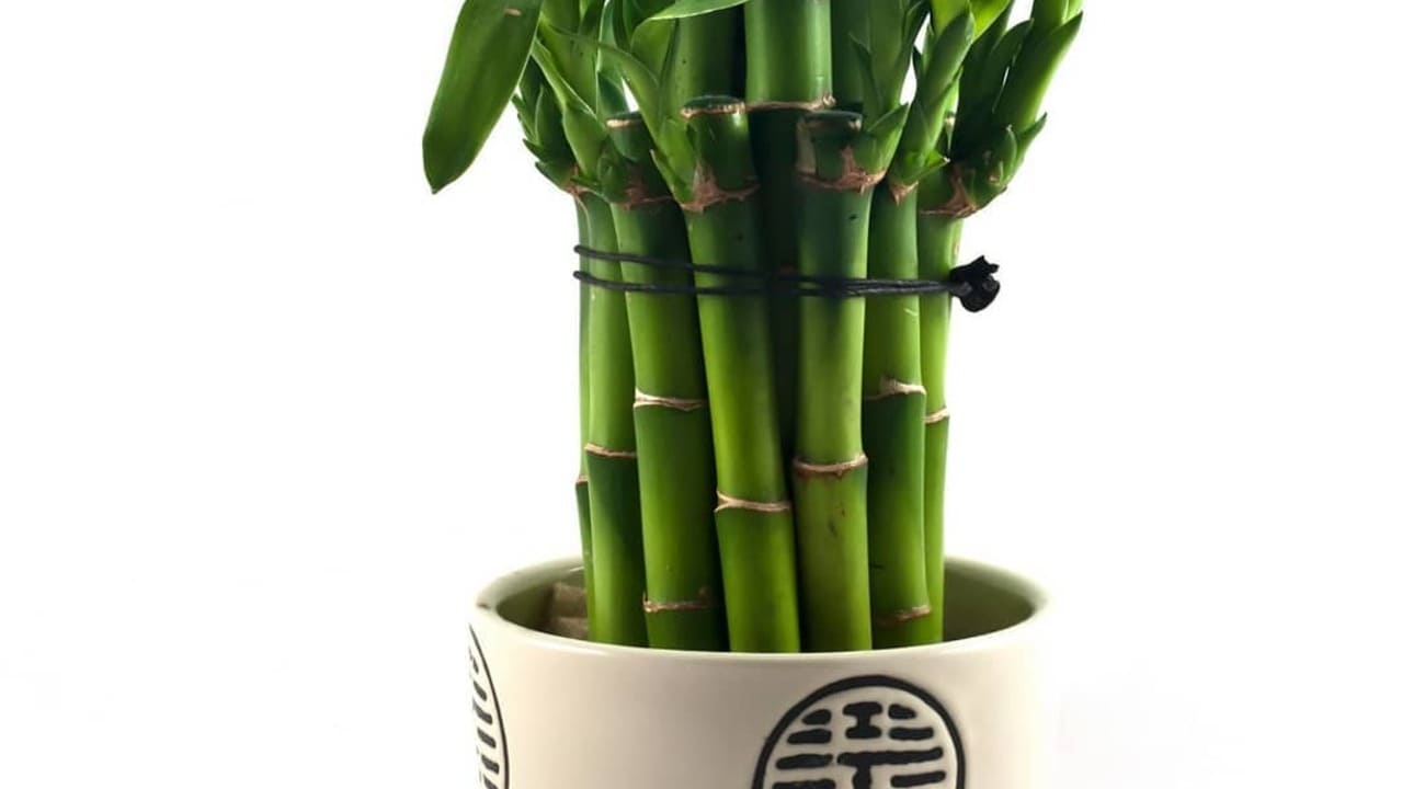 dracena sanderiana