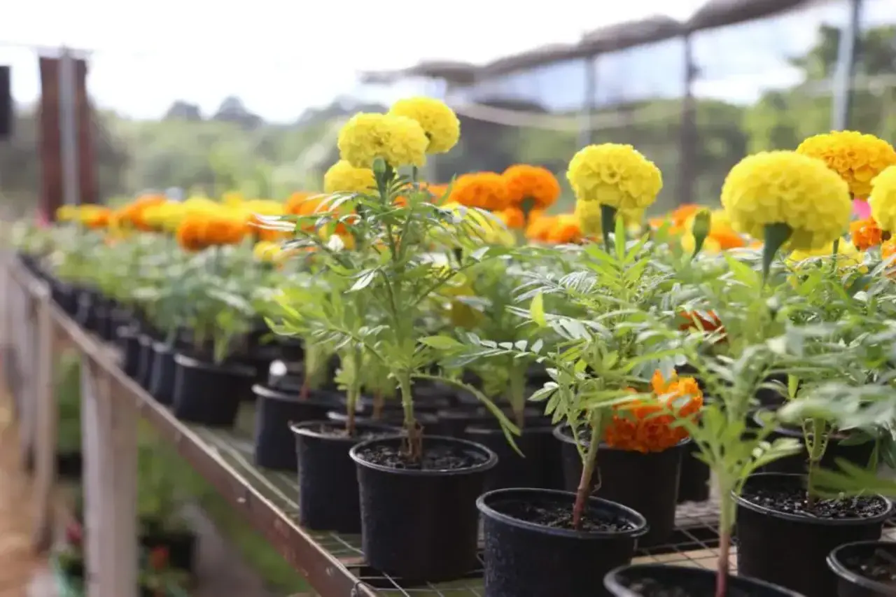 Festa das Flores de Maringá oferece variedade de plantas e flores a partir de R$ 2
